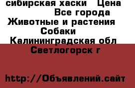 l: сибирская хаски › Цена ­ 10 000 - Все города Животные и растения » Собаки   . Калининградская обл.,Светлогорск г.